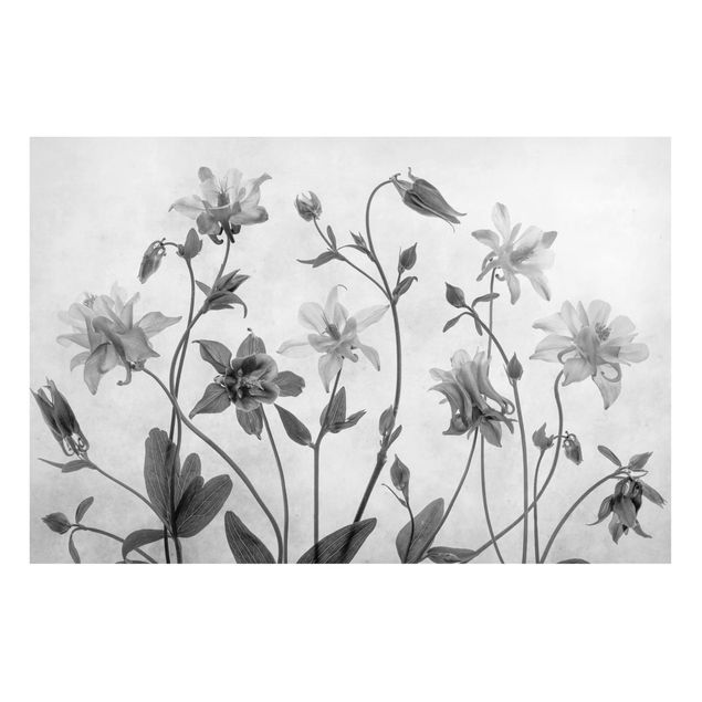 Magnettavler blomster Forest Aquilegia Black And White
