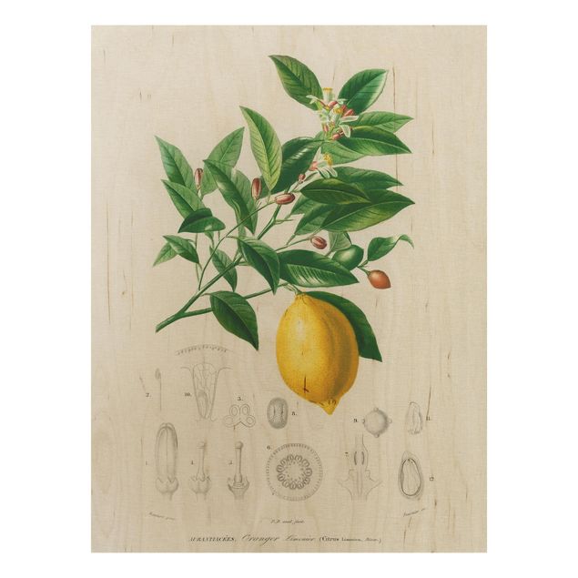 Prints på træ blomster Botany Vintage Illustration Of Lemon