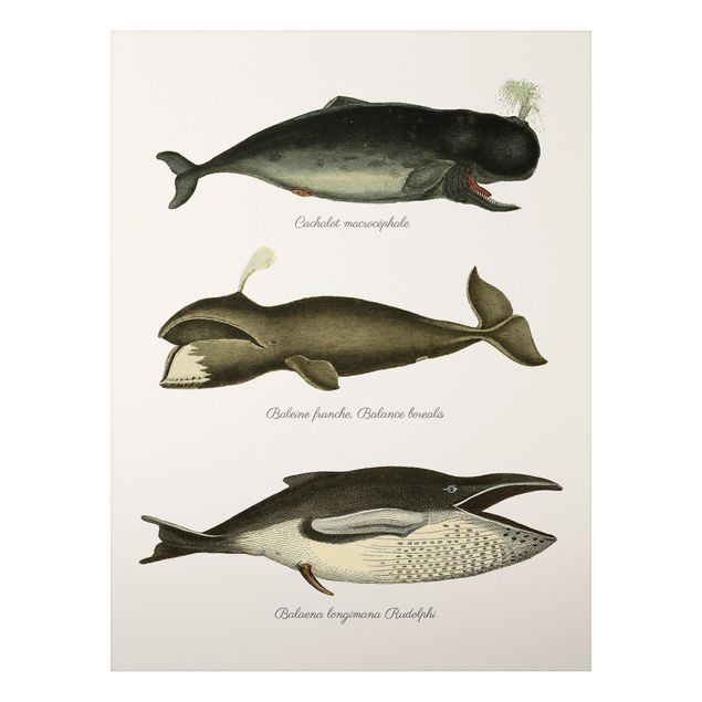 Billeder fisk Three Vintage Whales