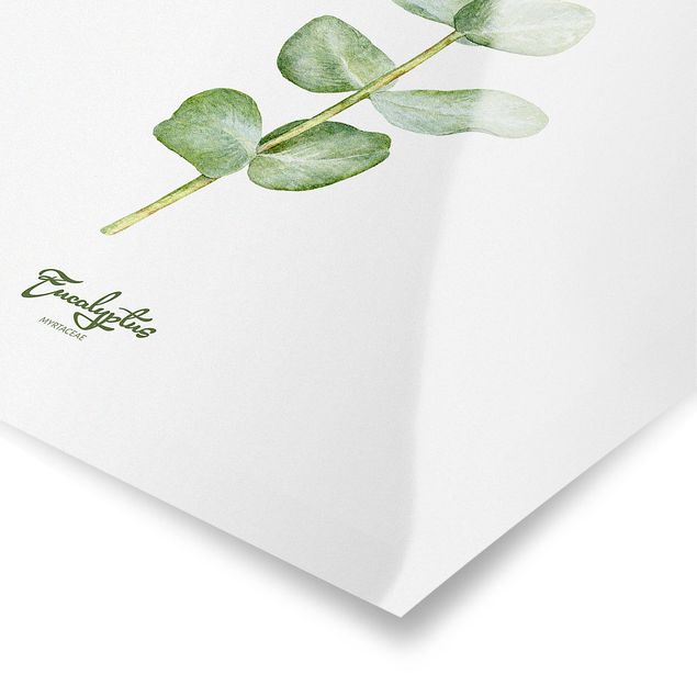 Plakater Watercolour Botany Eucalyptus