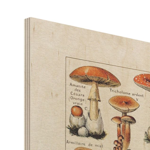 Prints på træ Vintage Board Mushrooms