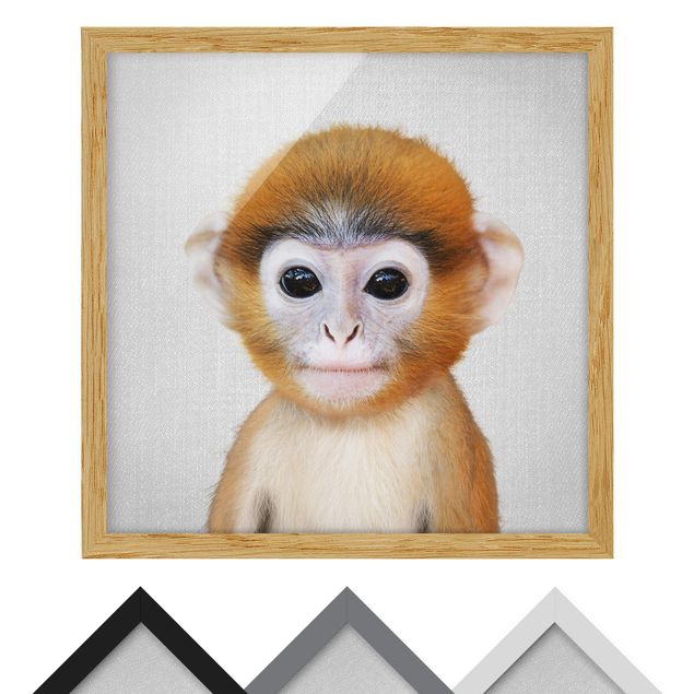 Billeder sort og hvid Baby Monkey Anton