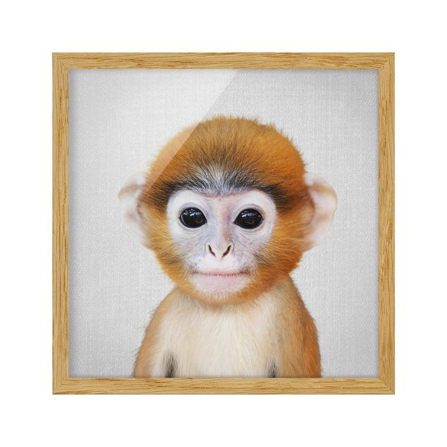 Indrammede plakater dyr Baby Monkey Anton