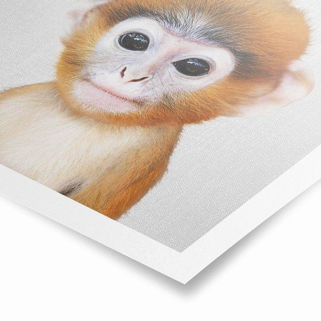 Billeder moderne Baby Monkey Anton