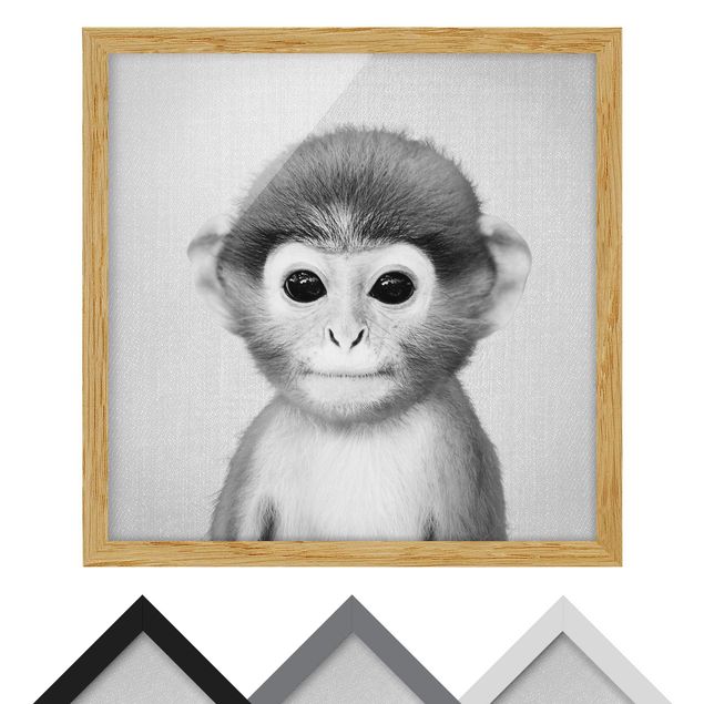 Billeder sort og hvid Baby Monkey Anton Black And White