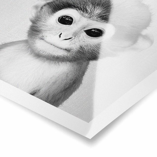 Billeder sort og hvid Baby Monkey Anton Black And White