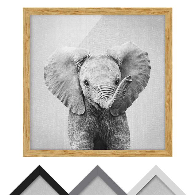 Billeder sort og hvid Baby Elephant Elsa Black And White