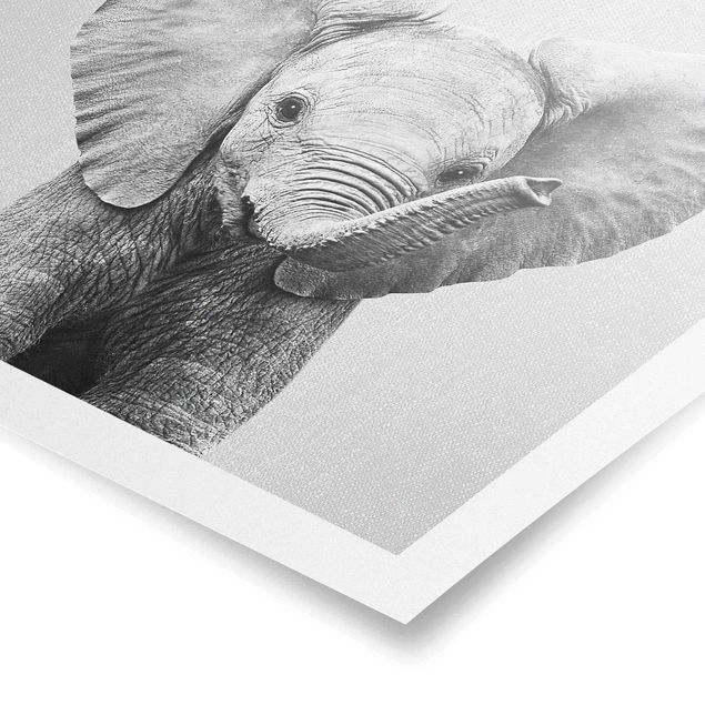 Billeder moderne Baby Elephant Elsa Black And White