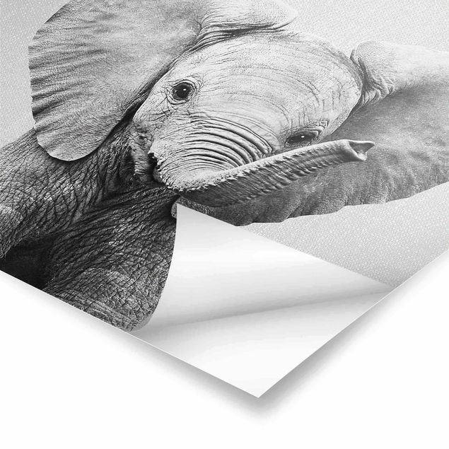 Billeder Gal Design Baby Elephant Elsa Black And White