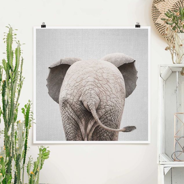 Billeder elefanter Baby Elephant From Behind