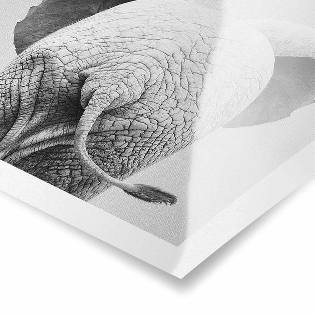 Billeder sort og hvid Baby Elephant From Behind Black And White