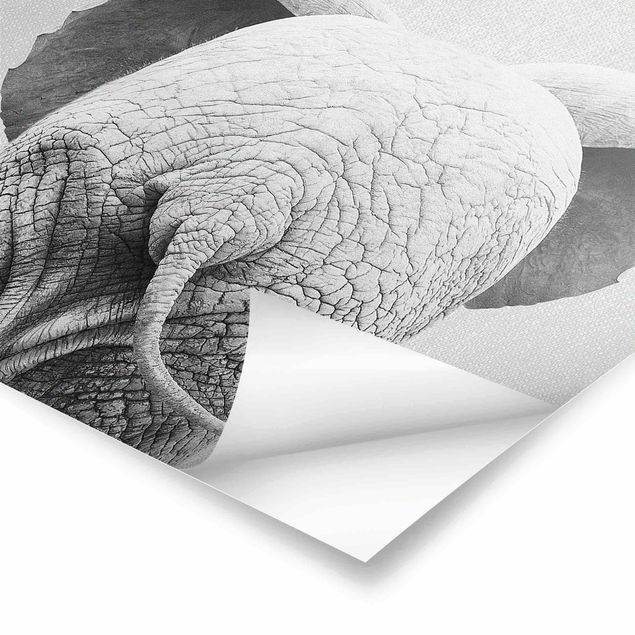 Billeder Gal Design Baby Elephant From Behind Black And White