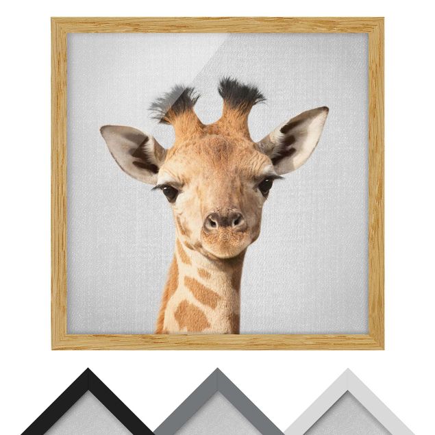 Billeder sort og hvid Baby Giraffe Gandalf