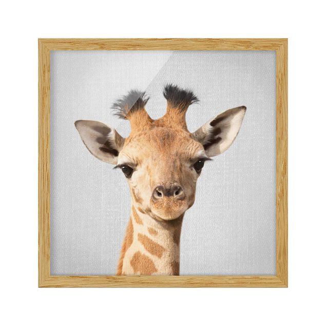 Indrammede plakater dyr Baby Giraffe Gandalf