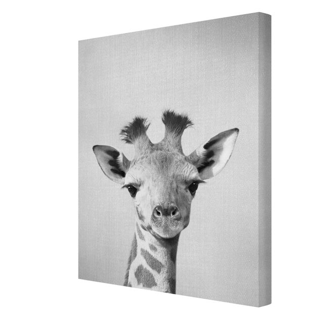 Billeder moderne Baby Giraffe Gandalf Black And White
