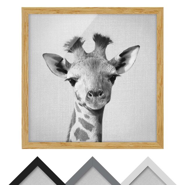 Billeder sort og hvid Baby Giraffe Gandalf Black And White