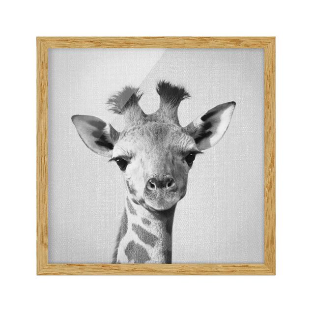 Indrammede plakater dyr Baby Giraffe Gandalf Black And White