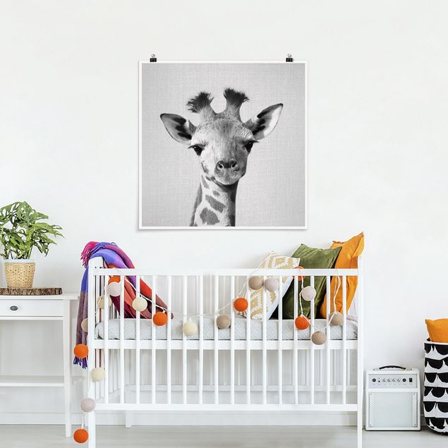 Billeder giraffer Baby Giraffe Gandalf Black And White