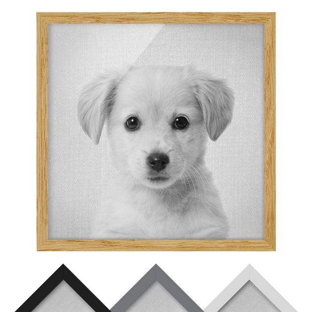 Billeder sort og hvid Baby Golden Retriever Gizmo Black And White