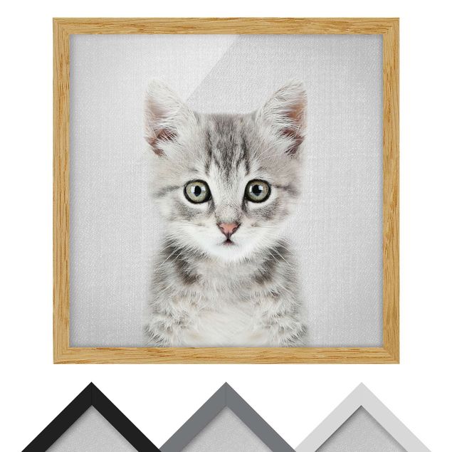 Billeder sort og hvid Baby Cat Killi