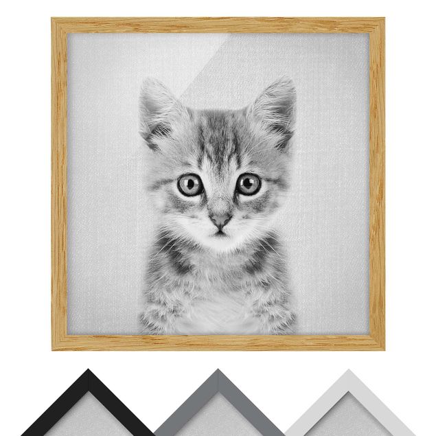 Billeder sort og hvid Baby Cat Killi Black And White