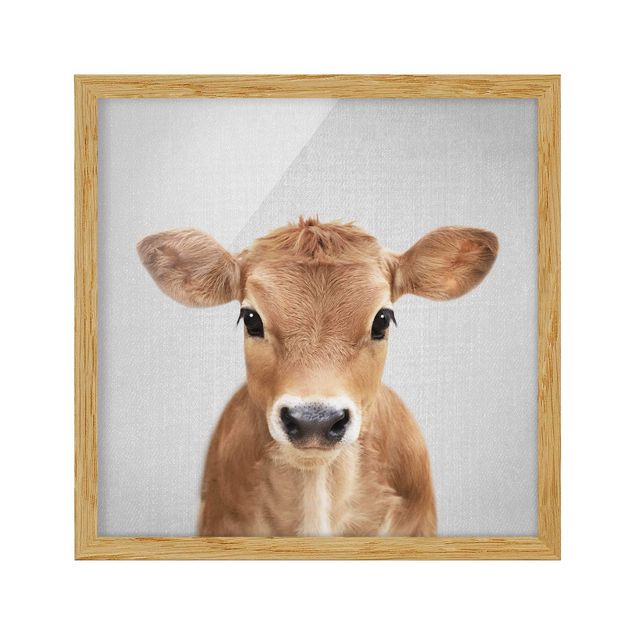 Billeder moderne Baby Cow Kira