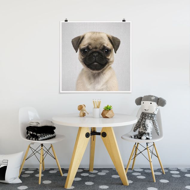 Plakater sort og hvid Baby Pug Moritz