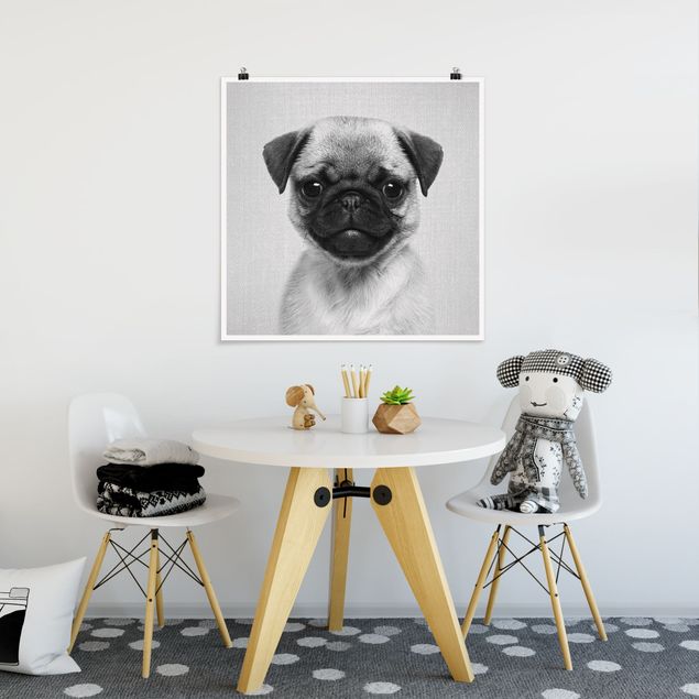 Plakater sort og hvid Baby Pug Moritz Black And White