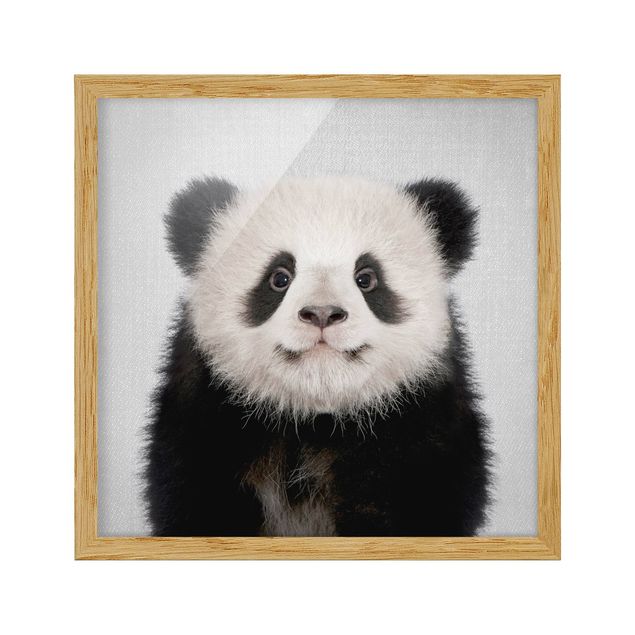 Indrammede plakater dyr Baby Panda Prian