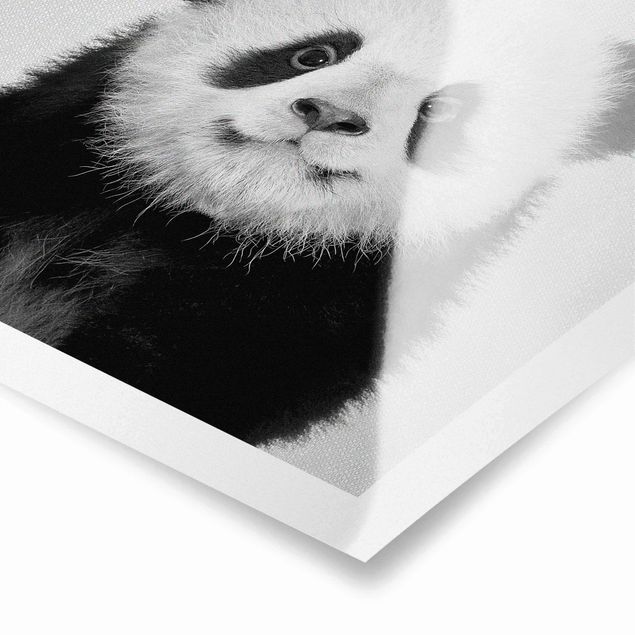 Billeder sort og hvid Baby Panda Prian Black And White