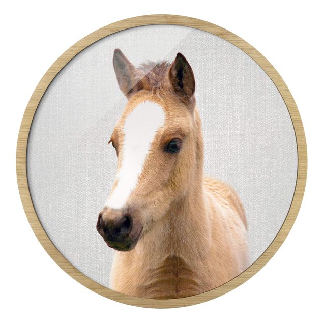 Indrammede plakater dyr Baby Horse Philipp