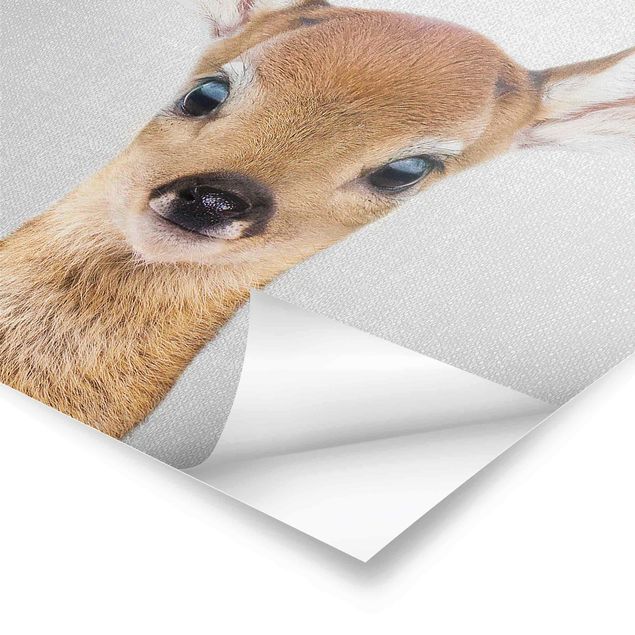 Billeder Baby Roe Deer Romy