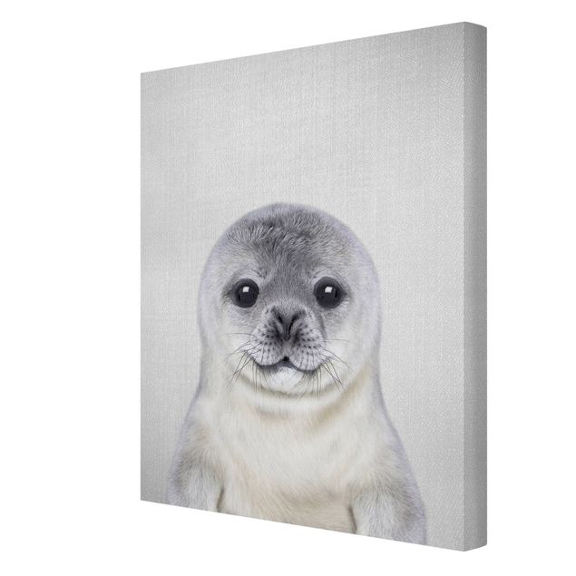 Billeder sort og hvid Baby Seal Ronny