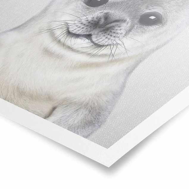 Billeder sort og hvid Baby Seal Ronny