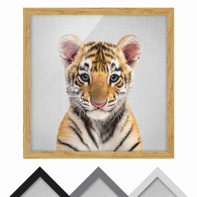 Billeder sort og hvid Baby Tiger Thor