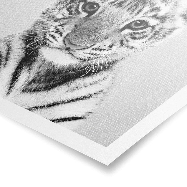 Billeder moderne Baby Tiger Thor Black And White