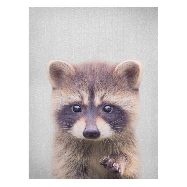 Billeder moderne Baby Raccoon Wicky
