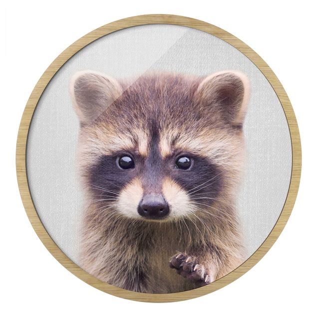 Indrammede plakater dyr Baby Raccoon Wicky