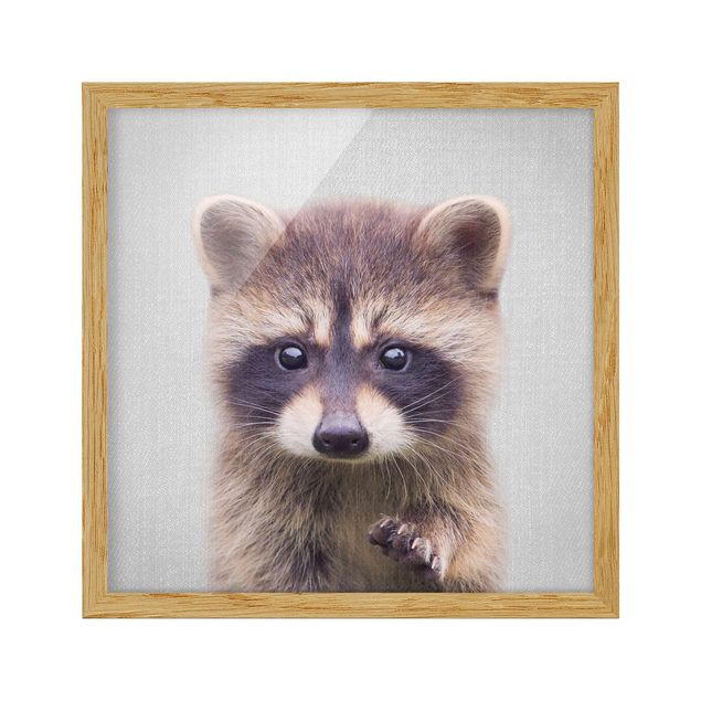 Indrammede plakater dyr Baby Raccoon Wicky