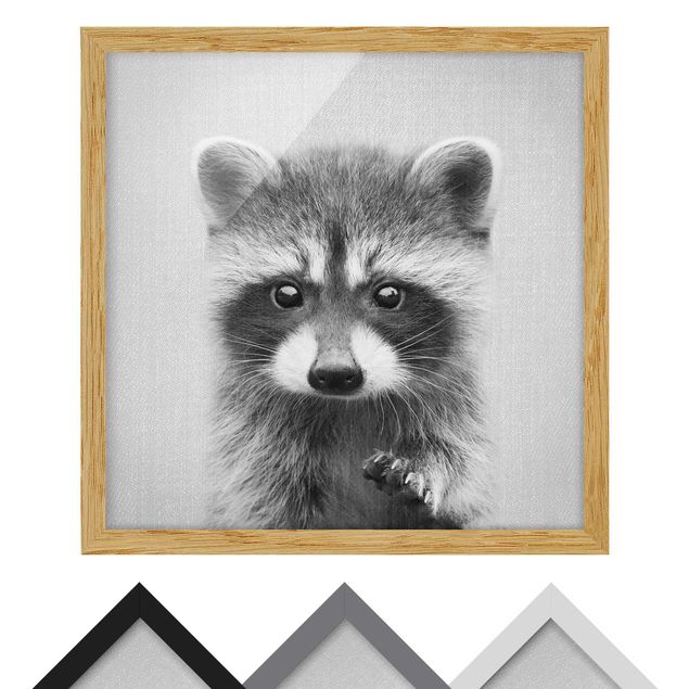 Billeder sort og hvid Baby Raccoon Wicky Black And White