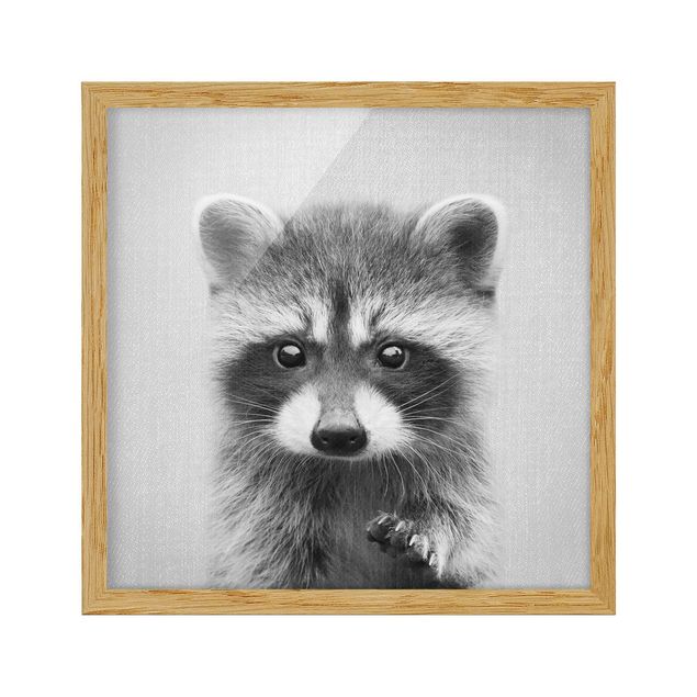 Indrammede plakater dyr Baby Raccoon Wicky Black And White