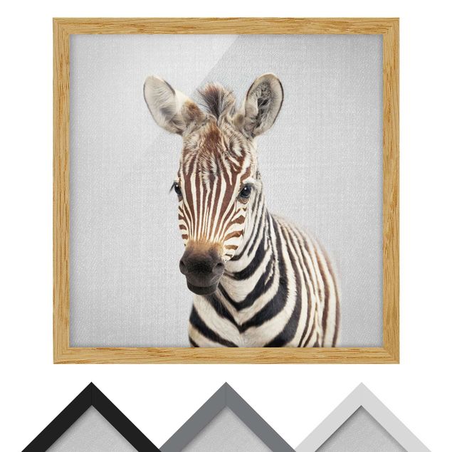Billeder sort og hvid Baby Zebra Zoey