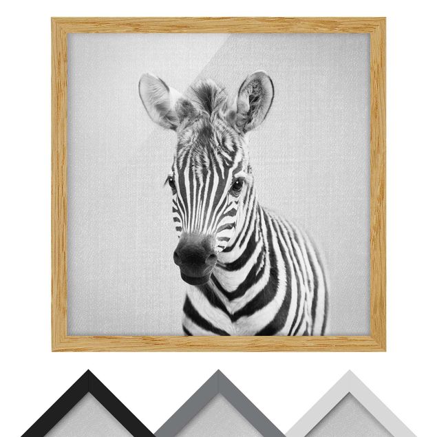 Billeder sort og hvid Baby Zebra Zoey Black And White