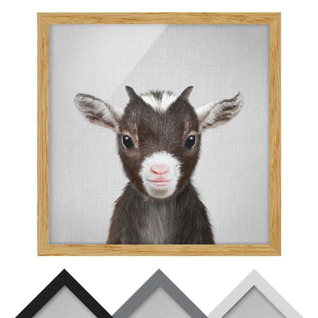Billeder Gal Design Baby Goat Zelda