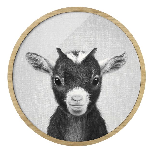 Billeder moderne Baby Goat Zelda Black And White