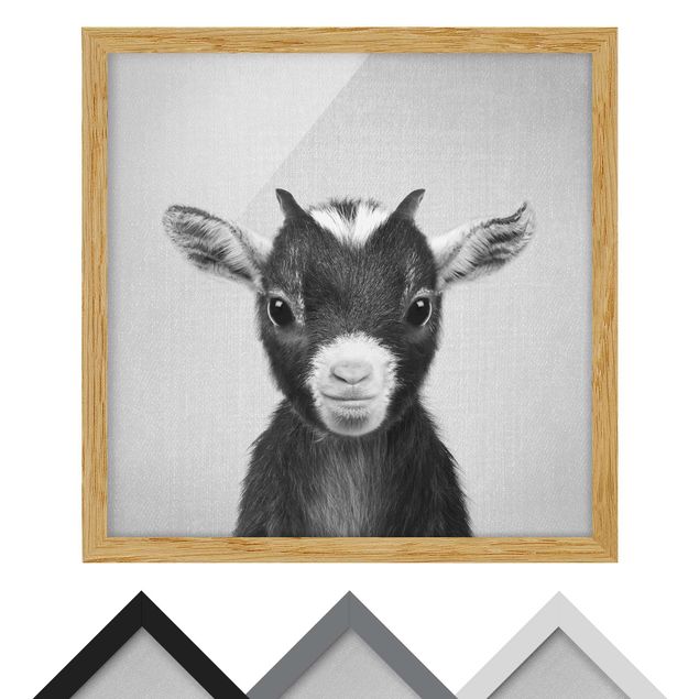 Billeder Gal Design Baby Goat Zelda Black And White