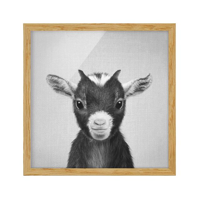 Billeder moderne Baby Goat Zelda Black And White