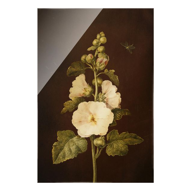 Billeder blomster Barbara Regina Dietzsch - Hollyhock