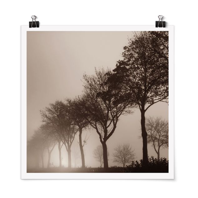 Plakater landskaber Tree Avanue In Morning Mist