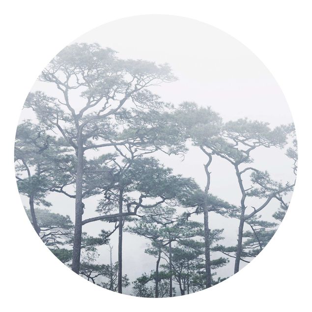 Fototapet skove Treetops In Fog